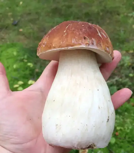Гриб у руці